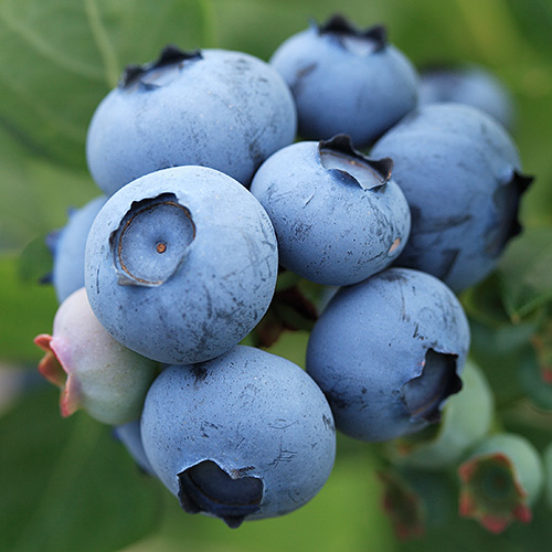 Photo: Blueberries.