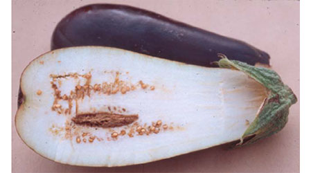 Eggplant with blossom end rot.