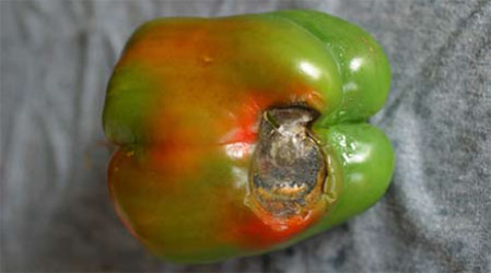 Pepper with blossom end rot.