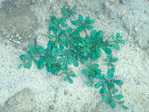 Photo of Carpetweed