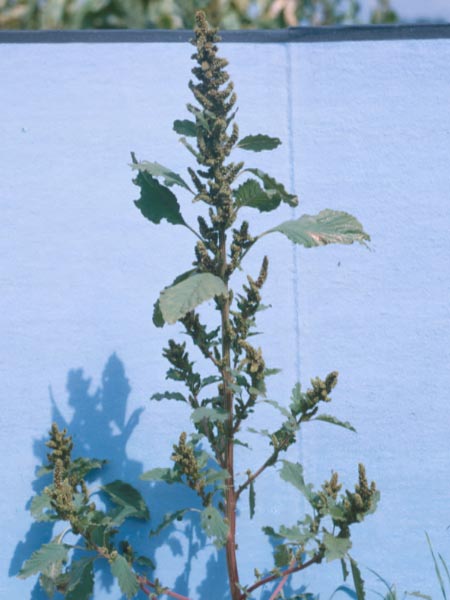 Photo of Common Pigweed