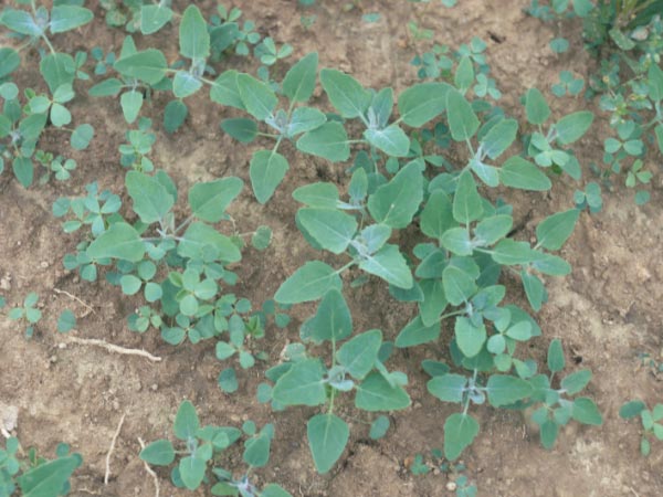 Photo of Lambsquarters