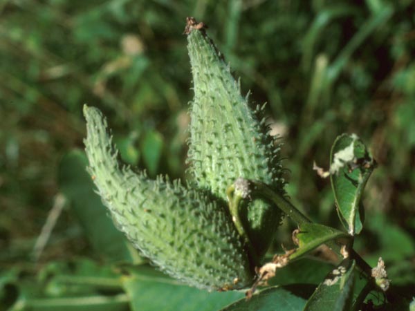 Photo of Milkweed Seed Pods