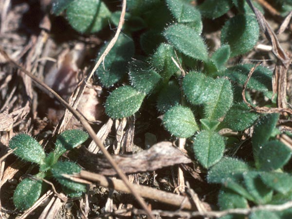 Photo of Mouse-Ear Chickweed