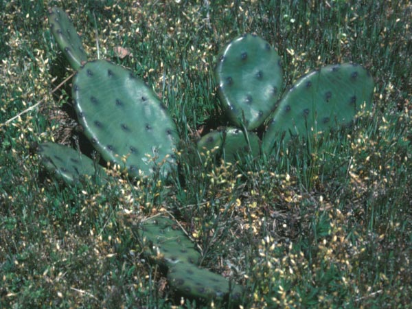 Photo of Prickly Pear