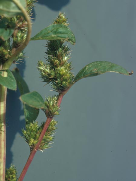 Photo of Spiny Pigweed Close-Up