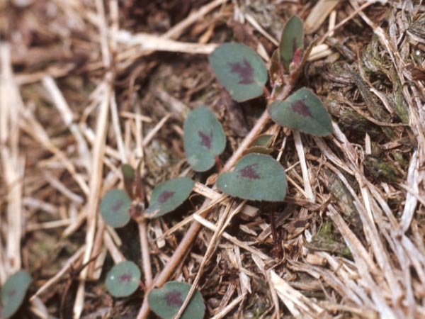 Photo of Spotted Spurge