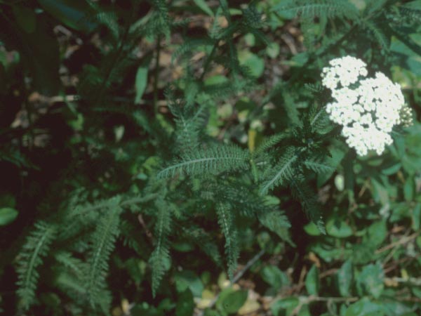 Photo of Yarrow Leaf and Flower