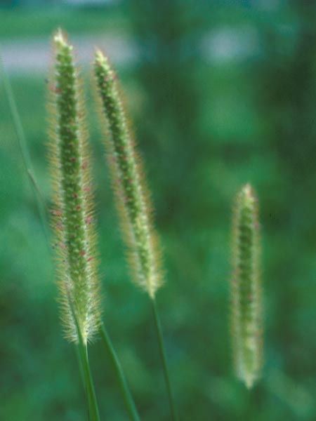 Photo of Yellow Foxtail